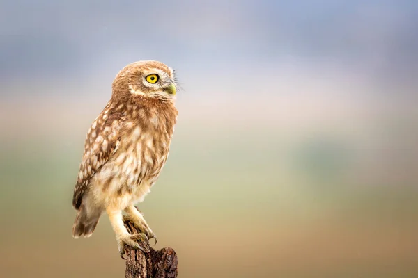 Eule Bunte Natur Hintergrund Vogel Steinkauz Athener Abendsegler — Stockfoto