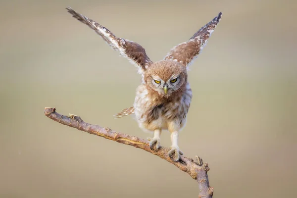 Pequeño Búho Fondo Colorido Naturaleza Atenea Noctua — Foto de Stock