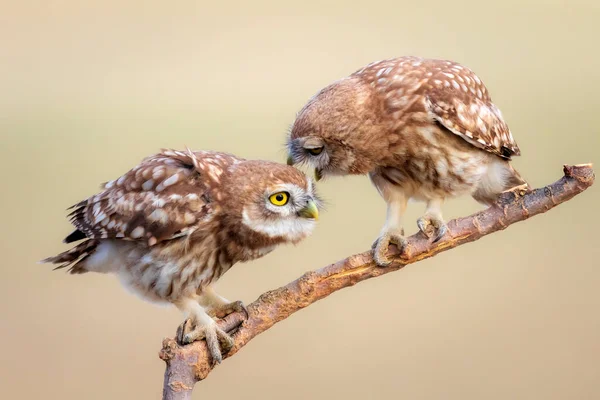 Jolis Petits Hiboux Fond Naturel Coloré Athene Noctua — Photo