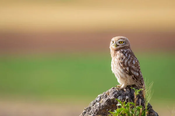 Coruja Fundo Natureza Colorida Pequena Coruja Athene Noctua — Fotografia de Stock