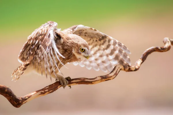 Little Owl Colorful Nature Background Athene Noctua — Stock Photo, Image