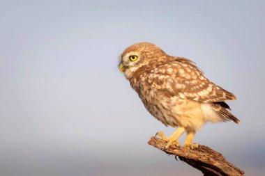 Baykuş. Renkli doğa geçmişi. Küçük baykuş. Athene noctua.  