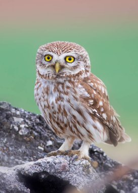 Baykuş. Renkli doğa geçmişi. Küçük baykuş. Athene noctua.  