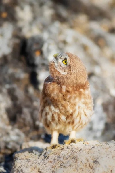 Owl Colorful Nature Background Bird Little Owl Athene Noctua — Stock Photo, Image