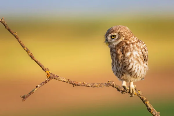 Baykuş Renkli Doğa Geçmişi Küçük Baykuş Athene Noctua — Stok fotoğraf