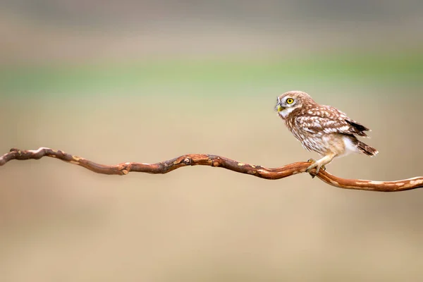 Baykuş Renkli Doğa Geçmişi Küçük Baykuş Athene Noctua — Stok fotoğraf