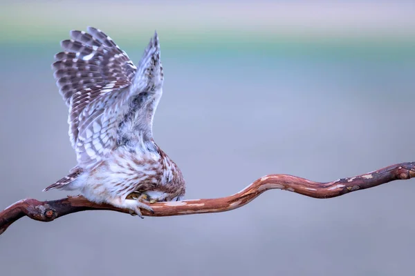 Petite Chouette Fond Naturel Coloré Athene Noctua — Photo