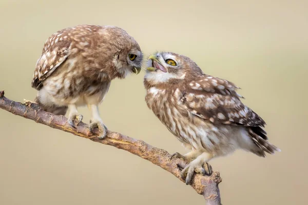 Jolis Petits Hiboux Fond Naturel Coloré Athene Noctua — Photo