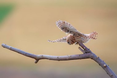 Küçük baykuş. Renkli doğa geçmişi. Athene noctua.  