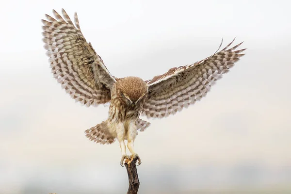 Liten Uggla Färgglada Natur Bakgrund Aten Noctua — Stockfoto