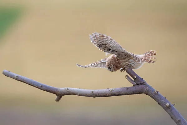 Petite Chouette Fond Naturel Coloré Athene Noctua — Photo