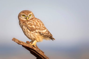 Baykuş. Renkli doğa geçmişi. Küçük baykuş. Athene noctua.  