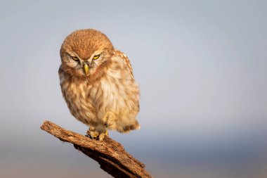 Baykuş. Renkli doğa geçmişi. Küçük baykuş. Athene noctua.  