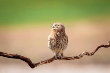 Küçük baykuş. Renkli doğa geçmişi. Athene noctua.  