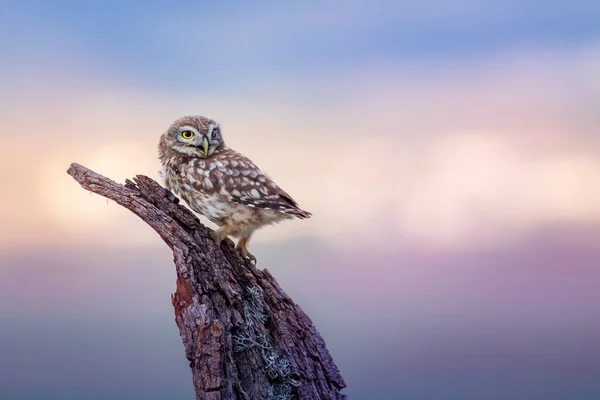 Uil Kleurrijke Natuur Achtergrond Vogel Uiltje Athene Noctua — Stockfoto