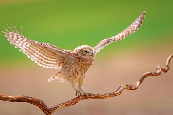 Steinkauz Bunte Natur Hintergrund Athener Abendsegler — Stockfoto