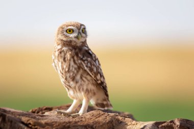 Küçük baykuş. Renkli doğa geçmişi. Athene noctua.  