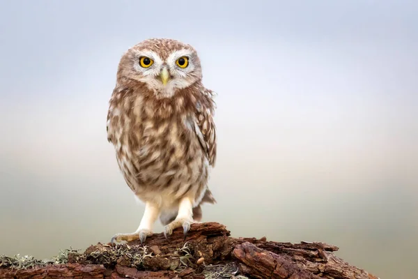 Petite Chouette Fond Naturel Coloré Athene Noctua — Photo