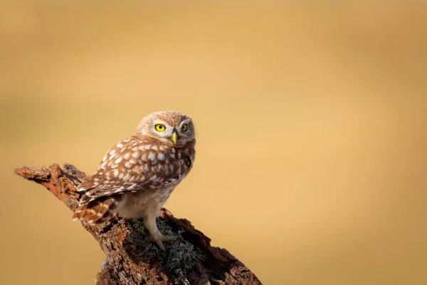 Liten Uggla Färgglada Natur Bakgrund Aten Noctua — Stockfoto