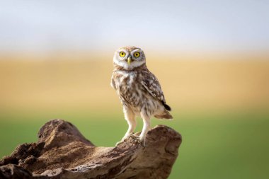 Küçük baykuş. Renkli doğa geçmişi. Athene noctua.  