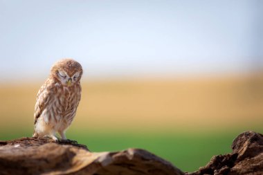 Küçük baykuş. Renkli doğa geçmişi. Athene noctua.  