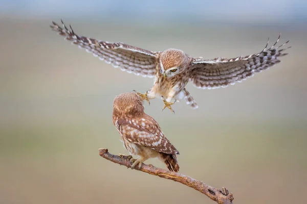 Flående Fåglar Små Ugglor Färgglada Natur Bakgrund Aten Noctua — Stockfoto