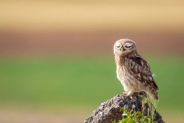Little Owl Colorful Nature Background Athene Noctua — Stock Photo, Image