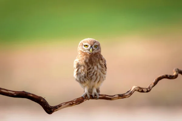 Pequena Coruja Fundo Natureza Colorida Athene Noctua — Fotografia de Stock