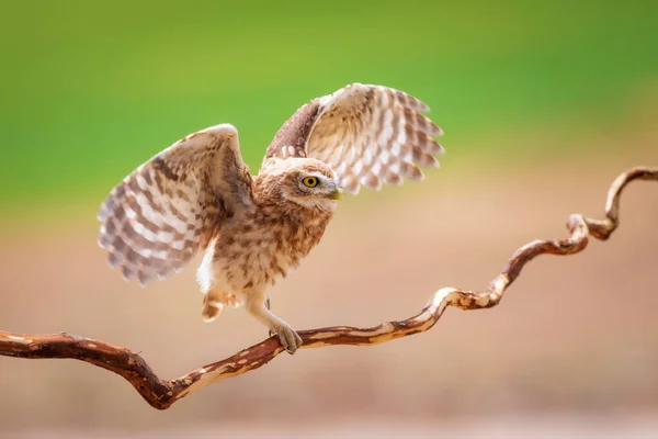 空飛ぶフクロウ カラフルな自然背景 アテネ ノクトゥア — ストック写真