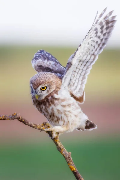 Piccolo Gufo Volante Sfondo Colorato Natura Athene Noctua — Foto Stock