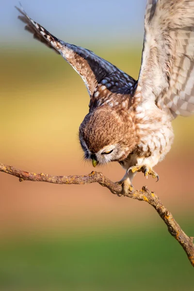 Pequena Coruja Voadora Fundo Natureza Colorida Athene Noctua — Fotografia de Stock