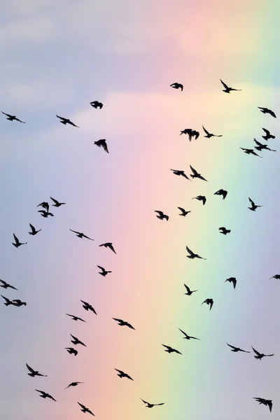 Uccelli Volanti Arcobaleno Cielo Blu Sfondo — Foto Stock