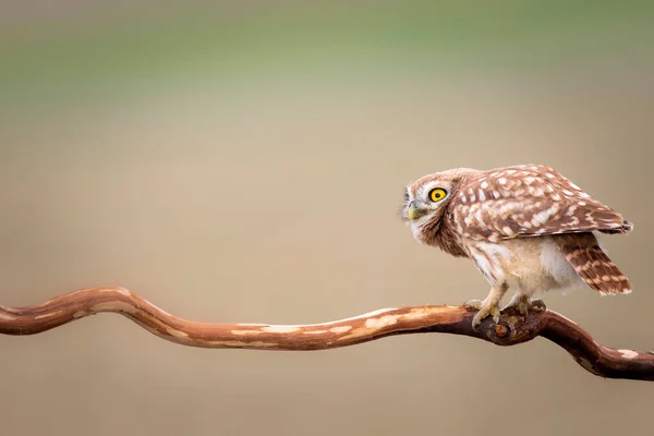 Pequena Coruja Fundo Natureza Colorida Athene Noctua — Fotografia de Stock