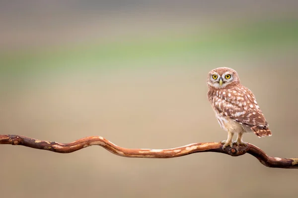 Little Owl Colorful Nature Background Athene Noctua — Stock Photo, Image