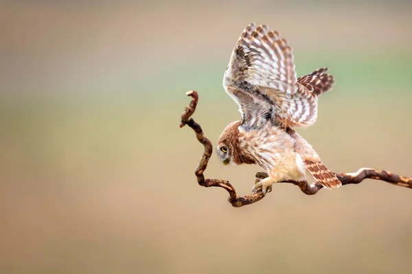 Flygande Uggla Färgglada Natur Bakgrund Aten Noctua — Stockfoto