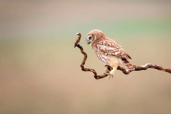 Little Owl Colorful Nature Background Athene Noctua — Stock Photo, Image