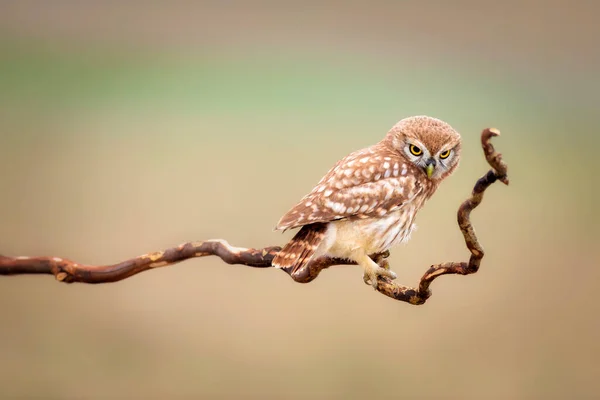 Malá Sova Barevné Přírodní Pozadí Athene Noctua — Stock fotografie