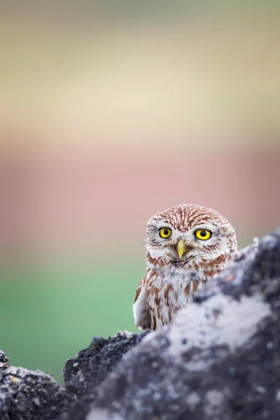 Petite Chouette Fond Naturel Coloré Athene Noctua — Photo