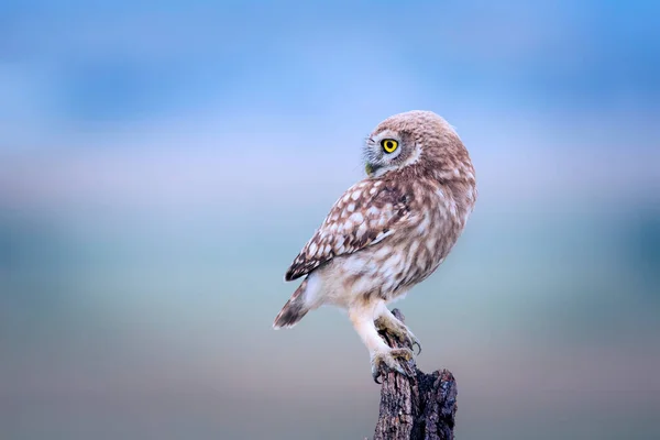 Pequeño Búho Fondo Colorido Naturaleza Atenea Noctua —  Fotos de Stock