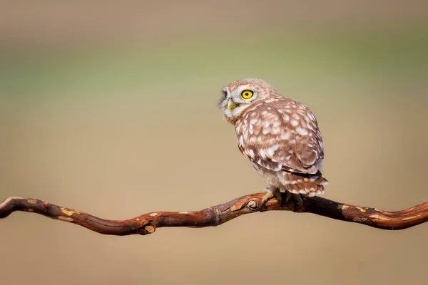 Pequena Coruja Fundo Natureza Colorida Athene Noctua — Fotografia de Stock