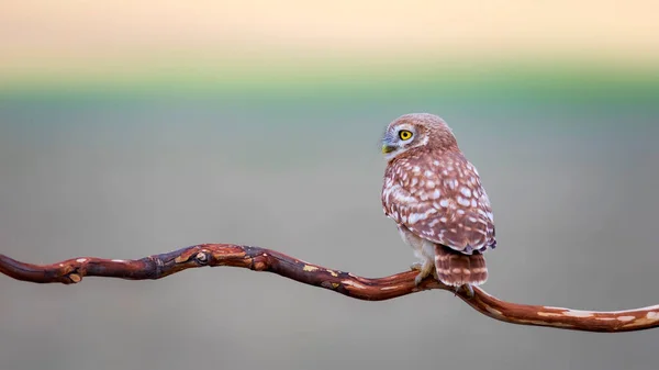小猫头鹰色彩斑斓的自然背景 雅典娜虚幻A — 图库照片