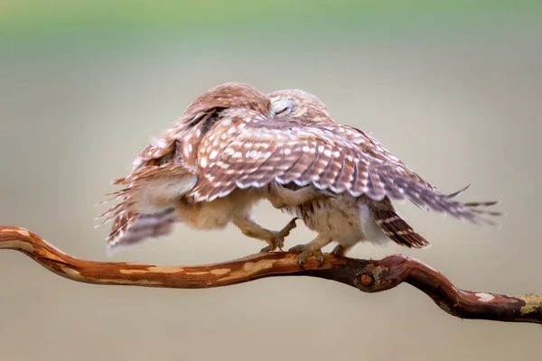 Flående Fåglar Små Ugglor Färgglada Natur Bakgrund Aten Noctua — Stockfoto