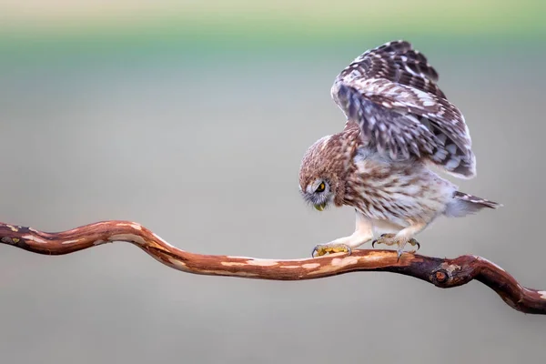 Pequeño Búho Volador Fondo Colorido Naturaleza Atenea Noctua — Foto de Stock