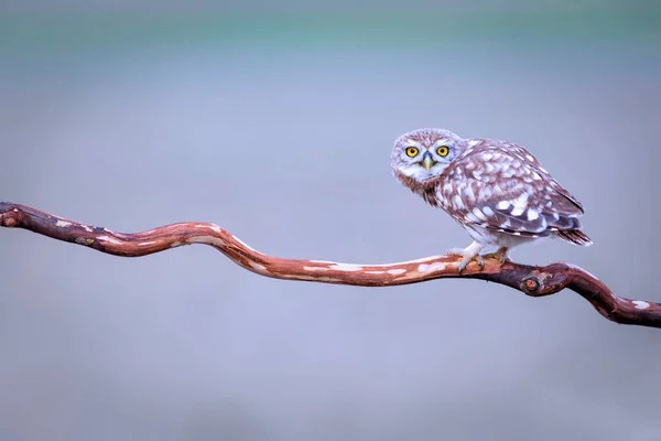 Pequeño Búho Fondo Colorido Naturaleza Atenea Noctua —  Fotos de Stock