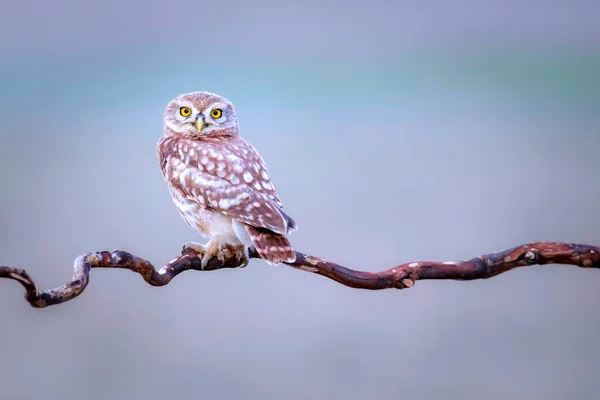 Pequeño Búho Fondo Colorido Naturaleza Atenea Noctua — Foto de Stock