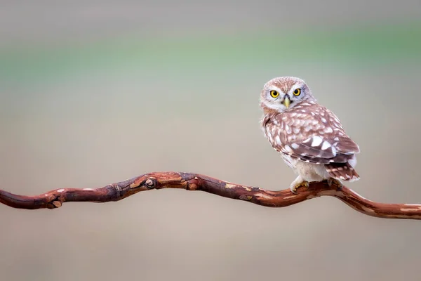 Pequeño Búho Fondo Colorido Naturaleza Atenea Noctua — Foto de Stock