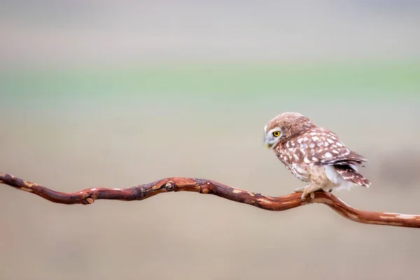 올빼미 자연의 Athene Noctua — 스톡 사진