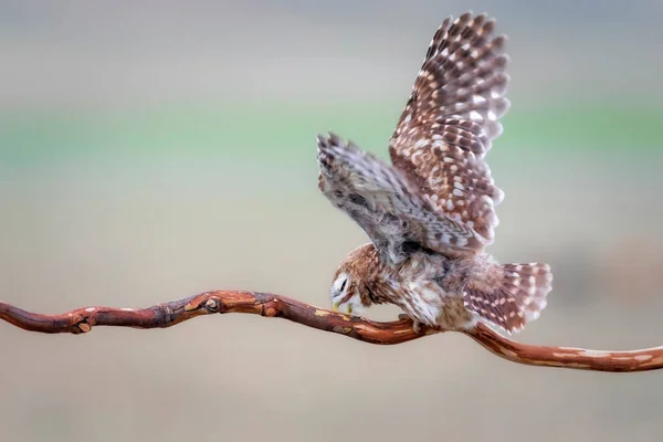 날으는 올빼미 자연의 Athene Noctua — 스톡 사진