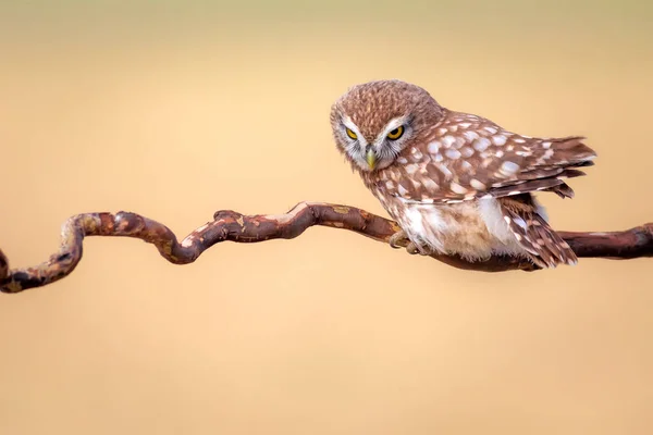 Liten Uggla Färgglada Natur Bakgrund Aten Noctua — Stockfoto