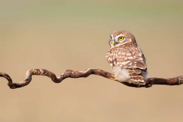 Pequeño Búho Fondo Colorido Naturaleza Atenea Noctua — Foto de Stock